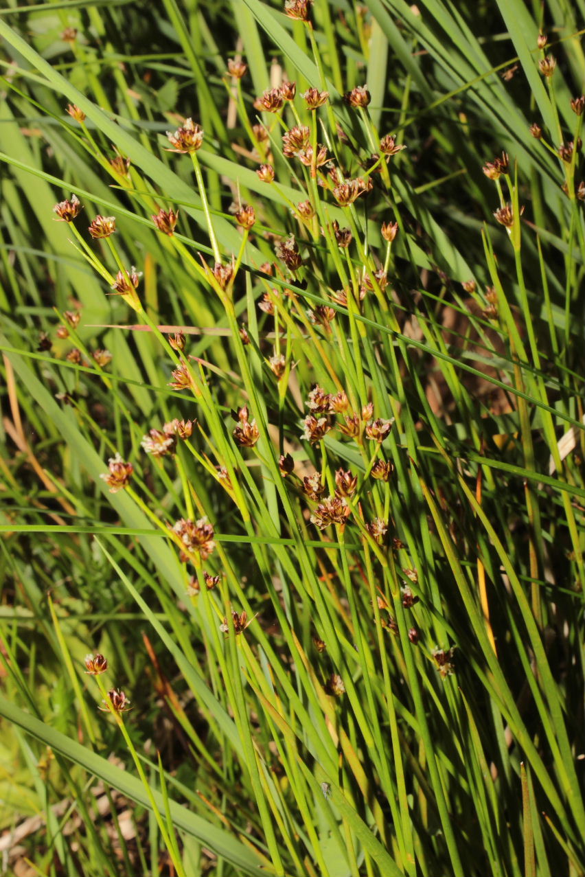 Juncus da determinare-2